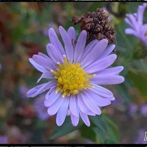 Meet your Posher, Darla